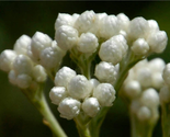 Sale 100 Seeds White Sweet Everlasting Gnaphalium Obtusifolium Butterfly... - $9.90