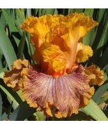 Iris Flower Golden Light Pink Rose Pink Flowers 200 Seeds - $329.75 MXN