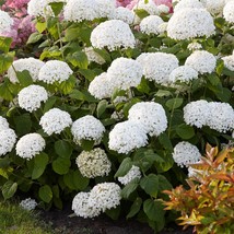 Live Plant - Incrediball Smooth Hydrangea - 2 Gall Pot - Outdoor Living - $130.99