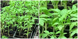 Lot of 3 RARE OLD GERMAN TOMATO LIVE PLANTS 6 to 10 inches 60+ days old ... - $45.07