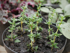 Celeriac Live Herb Plant 30-45 days old - $12.21
