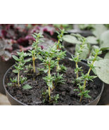 Celeriac Live Herb Plant 30-45 days old - £9.60 GBP
