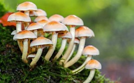 ornamental Mushrooms mix seeds-code 524 - $4.00