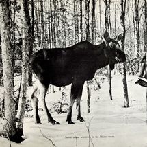 1970 Maine Moose Winter Woods Photo Print Vintage Wildlife - $12.90