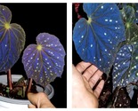 Starry begonia potted plant reflects blue light 50 Seeds - $34.93