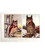 1927 Screech And Great Horned Owls Bird Art Plate Color Book Print Wildl... - $19.99