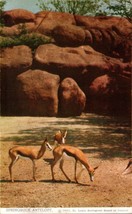 Springbuck Antelope St. Louis Zoo MO Postcard PC185 - £3.90 GBP