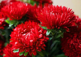 50 Seeds Duchess Scarlet Red Peony Aster Flower Seeds - $14.75