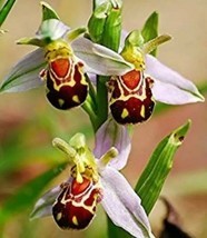Beautiful Bee Orchid Flower Seeds (50 Seeds) - £3.15 GBP