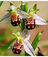 Beautiful Bee Orchid Flower Seeds (50 Seeds) - $3.99