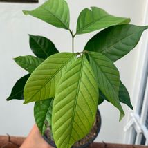 Live Long Seed Rambutan Tropical Fruit Tree 12”-24” - £55.86 GBP