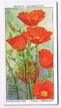 Wills Cigarette Card Garden Flowers #20 Californian Poppy Fireglow Eschs... - £0.78 GBP