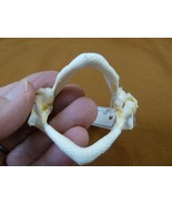 (sj475-12) 2-1/2" UNDULATE RAY jaw Raja undulata jaws t**th educational ... - $845.87 MXN (sj475-12) 2-1/2" UNDULATE RAY jaw Raja undulata jaws t**th educational ... - $845.87 MXN