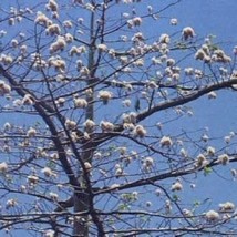 New Fresh Seeds 5 Silk Cotton Tree Seeds - $11.98