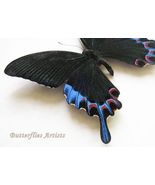Luzon Peacock Papilio chikae VERY RARE Butterfly Framed Entomology Shado... - $3,382.22 MXN