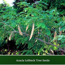 Lebbeck Mimosa Tree 10 Seeds Albizia Lebbeck Gardening Fresh USA Seller - $16.67