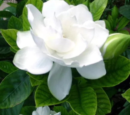 Gardenia Cape Jasmine White Flowers, 20pcs Bonsai Seeds
