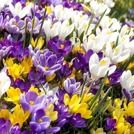 Crocus Bulbs Large Flowering Mix SEEDS - $19.98