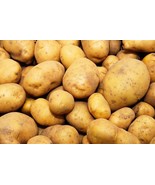 Fresh Kennebec Seed Potatos - £29.98 GBP