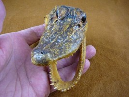 G-Def-278) 4-1/8&quot; Deformed Gator ALLIGATOR HEAD jaw teeth TAXIDERMY weir... - £30.14 GBP