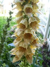 BPA 50 Seeds Rusty Foxglove Hummingbird Flower Digitalis Ferruginea Yell... - £7.91 GBP