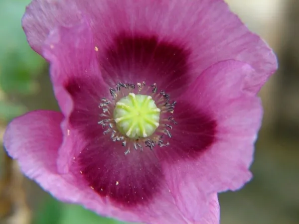Fresh Grape Poppy 50 Seeds - Beautiful Pods And Non-Gmo Will Germinate 6... - $10.98