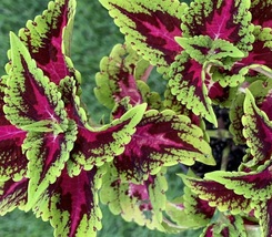 Organic Live Plant Coleus Kong Rose Purple Green Leaves, Size Approx 3&quot; - $21.99