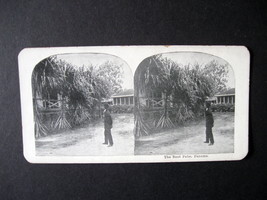 Vintage Stereoview Card Reprint - The Root Palm in Panama - £7.96 GBP