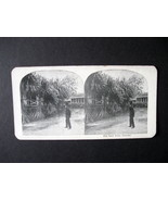 Vintage Stereoview Card Reprint - The Root Palm in Panama - £7.82 GBP