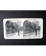 Vintage Stereoview Card Reprint - The Root Palm in Panama - $9.99