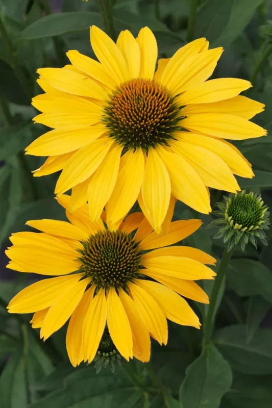 Echinacea Now Cheesier Coneflower 5.25 Inch Pot Size Perennial Plant Sun... - $34.57