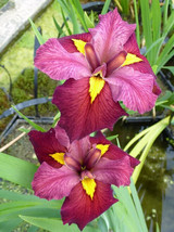 Ann Chewning Iris  (Iris Louisiana) Aquatic Pond Live Plant FREE SHIPPING!!!! - £15.02 GBP