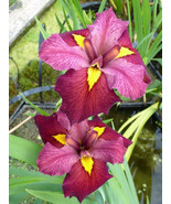 Ann Chewning Iris  (Iris Louisiana) Aquatic Pond Live Plant FREE SHIPPIN... - $25.79 CAD