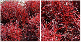 Biblical Red Threads St. Joseph&#39;s Coat -Alternanthera- Houseplant-2.5&quot; Pot - C2 - £36.20 GBP