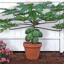 25 Waimanalo Papaya Seeds Bears Very Low To Ground Fresh Seeds Fast Shipping - $14.98