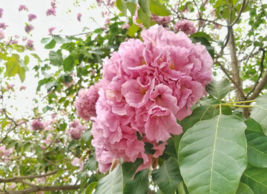 10 Pc Seeds Pink Trumpet Tree Plant, Tabebuia rosea Seeds for Planting | RK - £14.80 GBP