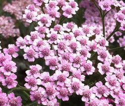 Yarrow Rose Serise Queen Achillea Millefolium  100 Seeds From US - £8.61 GBP