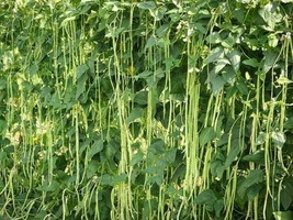30+Yard Long Bean Seeds | pole type | Đậu Đủa | Organic  NON-GMO | 2023 Season - £2.98 GBP