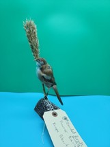 IT115 Bearded Reedling Parrotbill Tit (Panurus Biarimicus) Bird Mount Ta... - £97.65 GBP