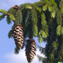 20 Seeds Himalayan Spruce Trees (Picea Smithiana) Morinda - Giant Tall Conifer!  - £8.61 GBP