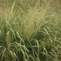 500 Switchgrass Switch Grass Seeds ‘Kanlow’ Fast Grow - $207.23 MXN