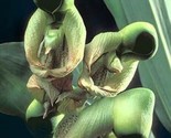 SG 25 Seeds Holy Ghost Orchid Flower Exotic Tropical Houseplant - $4.43