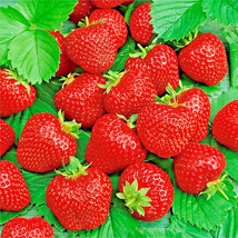 200 Ali Baba Strawberry Seeds Spring Perennial Fruit USA Seller - £4.81 GBP