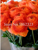 100 Seeds Rouge Ranunculus Flower Bonsai Seeds Bonsai Plant Gardening USA SELLER - £4.92 GBP