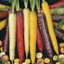 Carrot Rainbow Blend Purple Red White Yellw 130 Seeds - £3.90 GBP