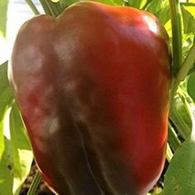 New Chinese Giant Pepper Seeds Grower Organic Fresh USA Garden - $9.00