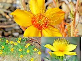 501+LINDLEY'S Blazing Star Annual Native Desert Wildflower Seeds Drought Heat - $13.00