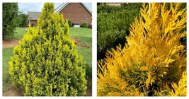Live Plant, 8-14&quot; Tall Seedling - Golden Thuja Arborvitae Shrub/Tree - Q... - £70.00 GBP