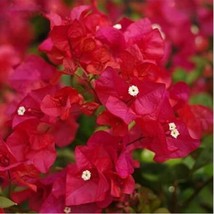 10 pcs Bougainvillea Plant Seeds - Fresh Fire Red Color FROM GARDEN - £5.18 GBP