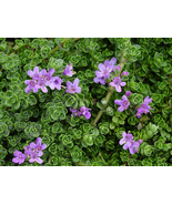 Live Plant Quad - Pink Thyme - Live House Plant - Gardening - £41.68 GBP